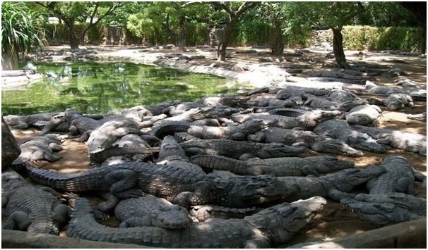 Crocodile-Farm
